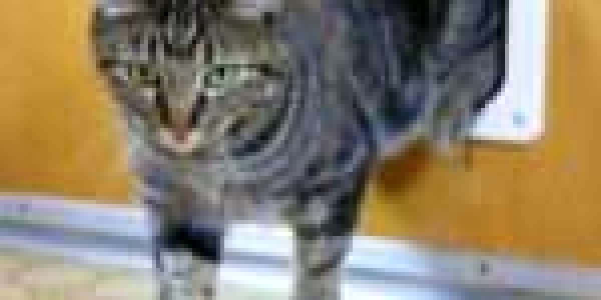 What's The Job Market For Cat Flap Replacement Professionals Like?